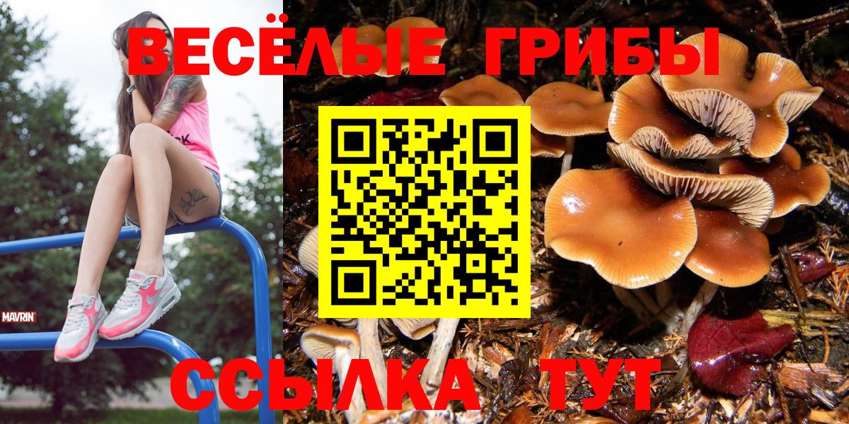 Ефремов  как найти   Вход с VPN  Псилоцибиновые грибы Psilocybe 